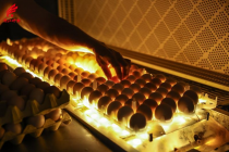 珠江时报：撒下“种子”，收获希望！南海以种业创新助力乡村振兴